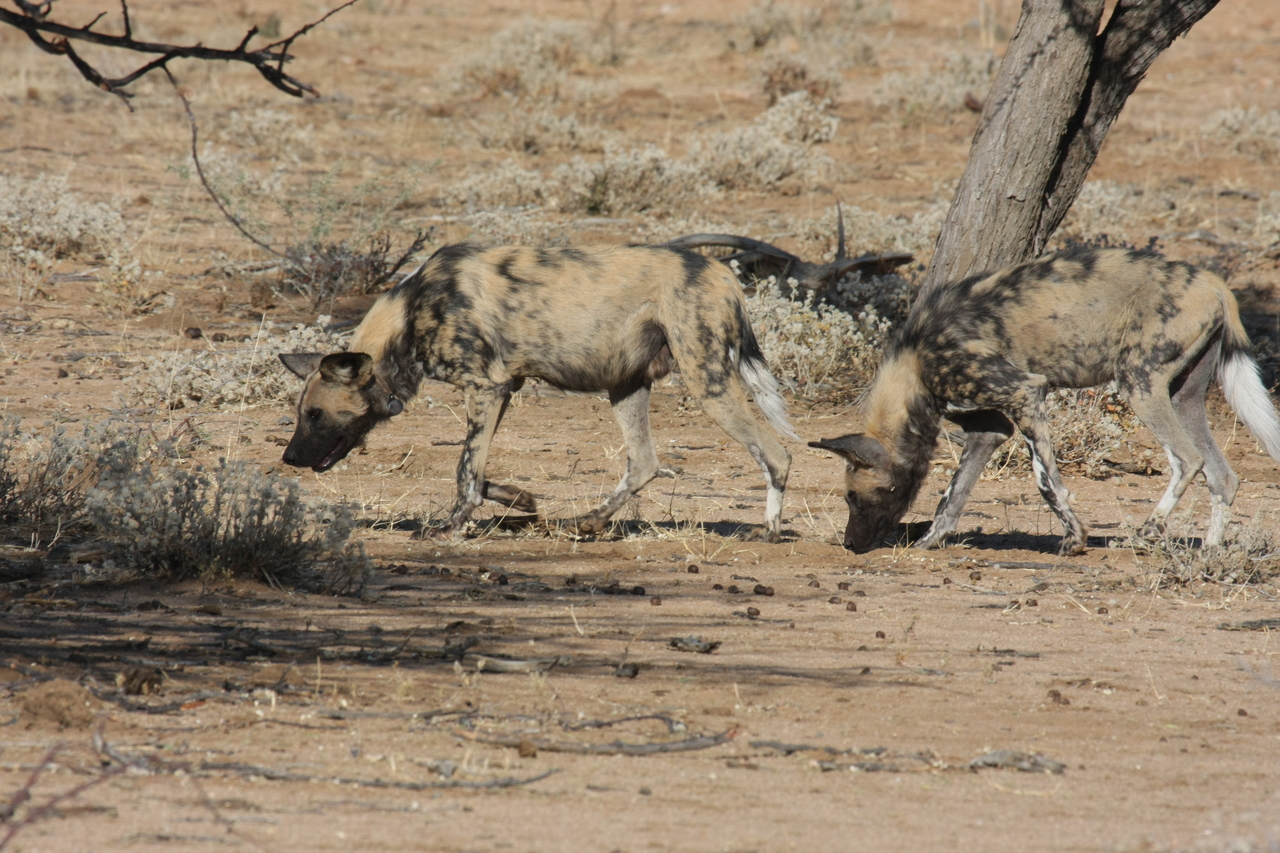 [1721] 2016_06_22_03_19_57_Africa_Canon_EOS_40D_IMG__07833.jpg