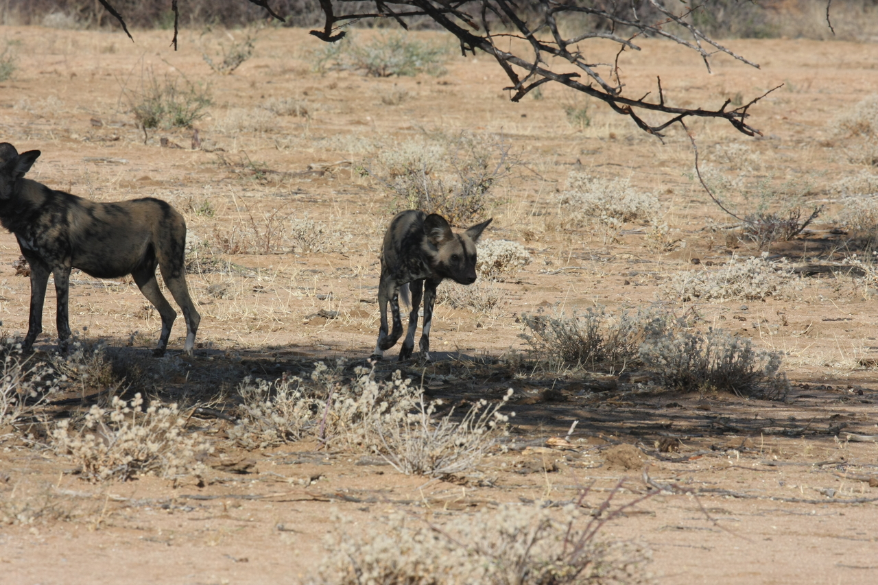 [1725] 2016_06_22_03_20_09_Africa_Canon_EOS_40D_IMG__00369.jpg