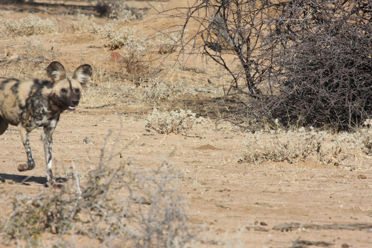 [1733] 2016_06_22_03_20_14_Africa_Canon_EOS_40D_IMG__00390.jpg