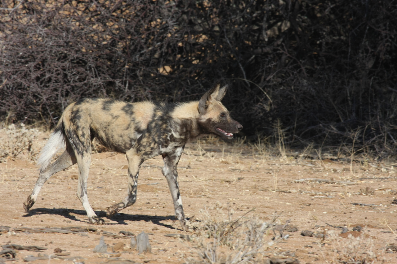 [1738] 2016_06_22_03_20_15_Africa_Canon_EOS_40D_IMG__00374.jpg