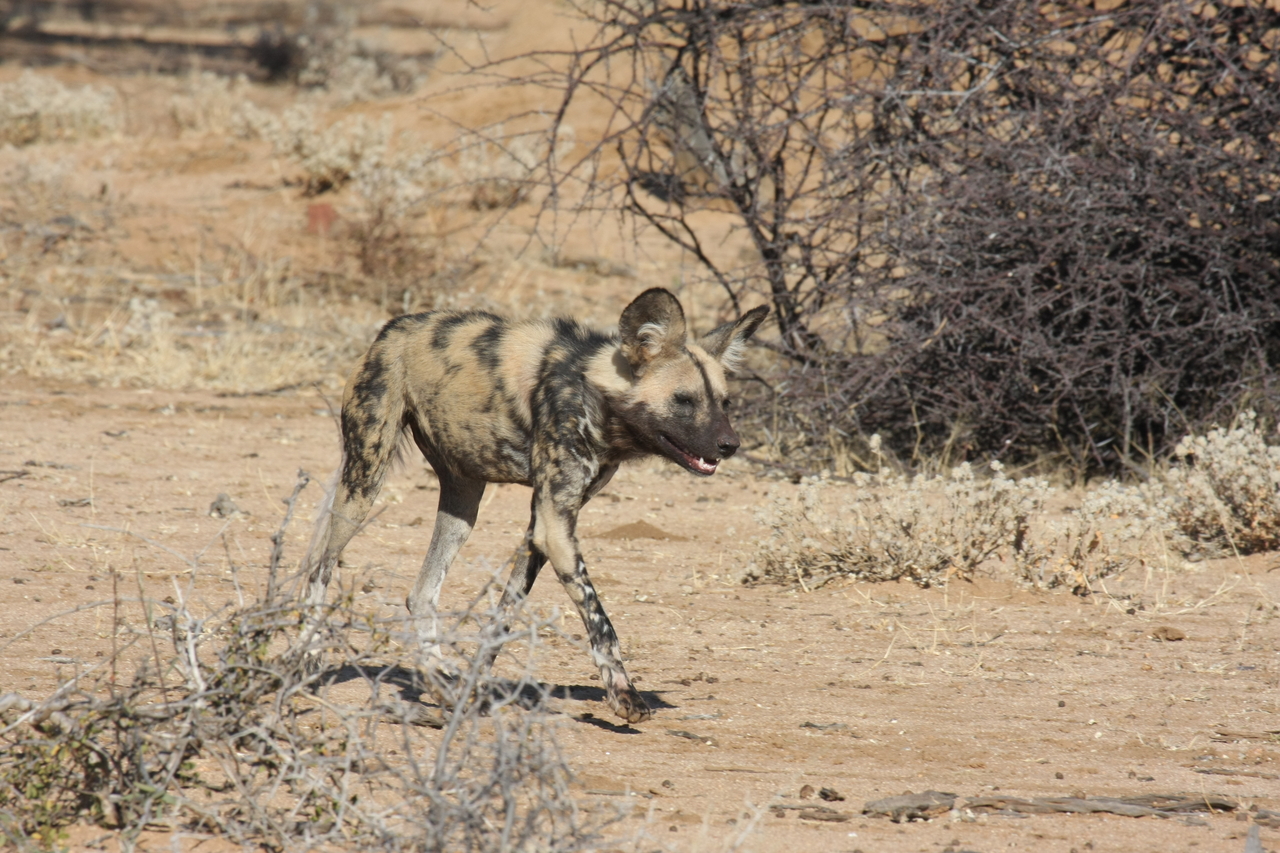 [1739] 2016_06_22_03_20_15_Africa_Canon_EOS_40D_IMG__00392.jpg