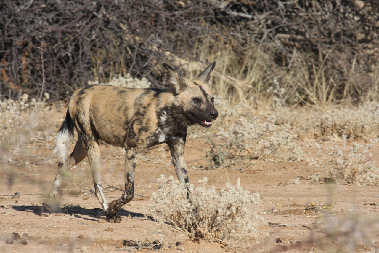 [1749] 2016_06_22_03_20_23_Africa_Canon_EOS_40D_IMG__00395.jpg