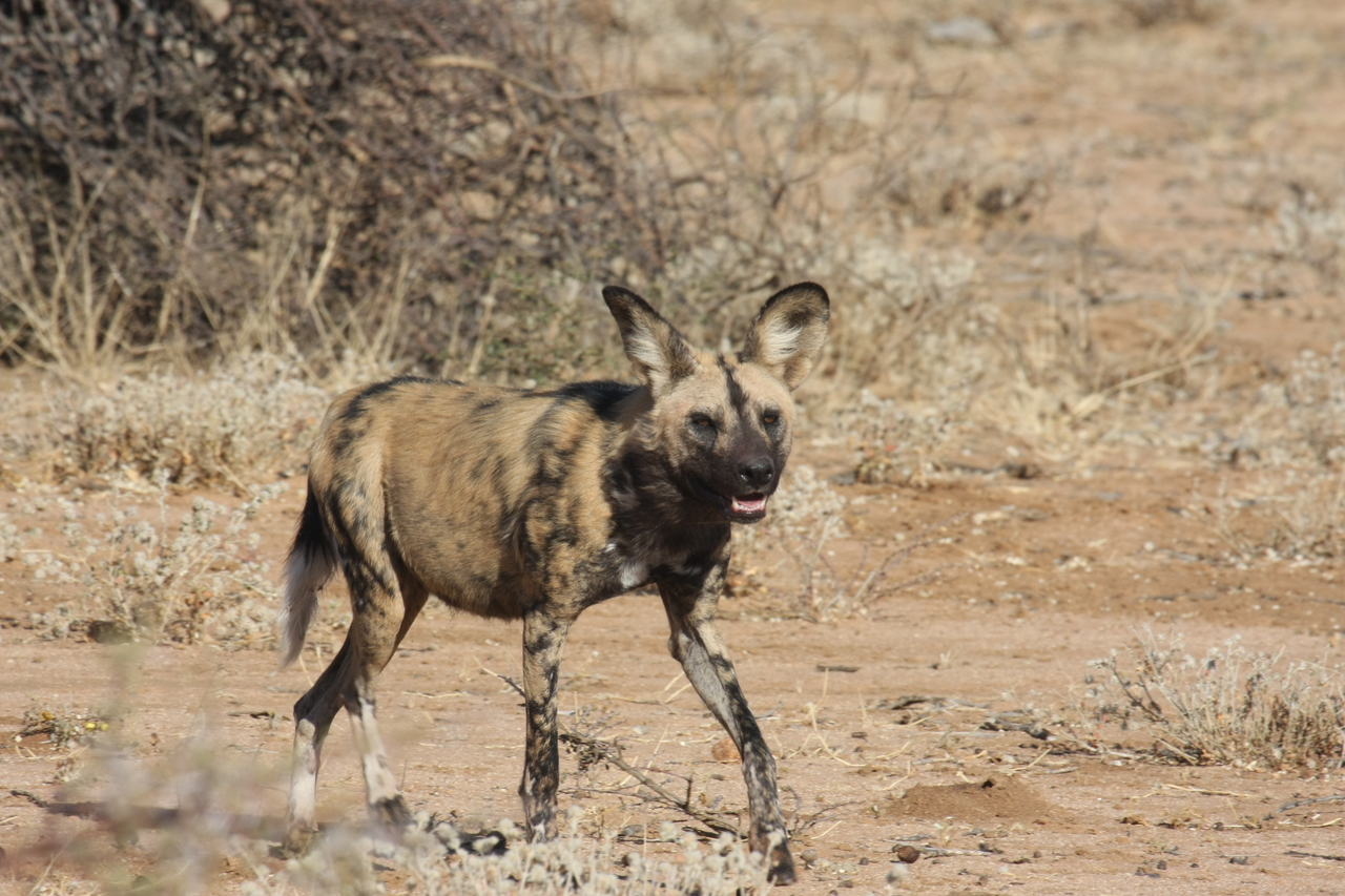 [1755] 2016_06_22_03_20_24_Africa_Canon_EOS_40D_IMG__00379.jpg