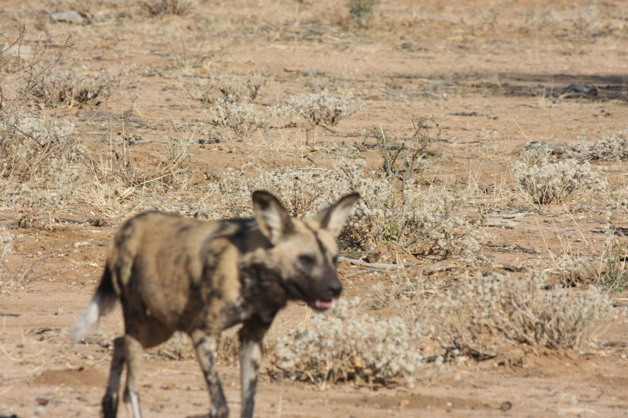 [1765] 2016_06_22_03_20_25_Africa_Canon_EOS_40D_IMG__07847.jpg