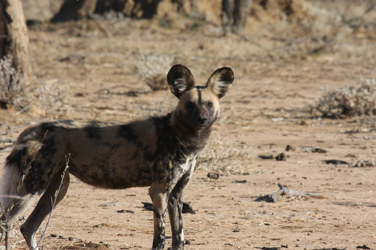 [1774] 2016_06_22_03_20_37_Africa_Canon_EOS_40D_IMG__07850.jpg