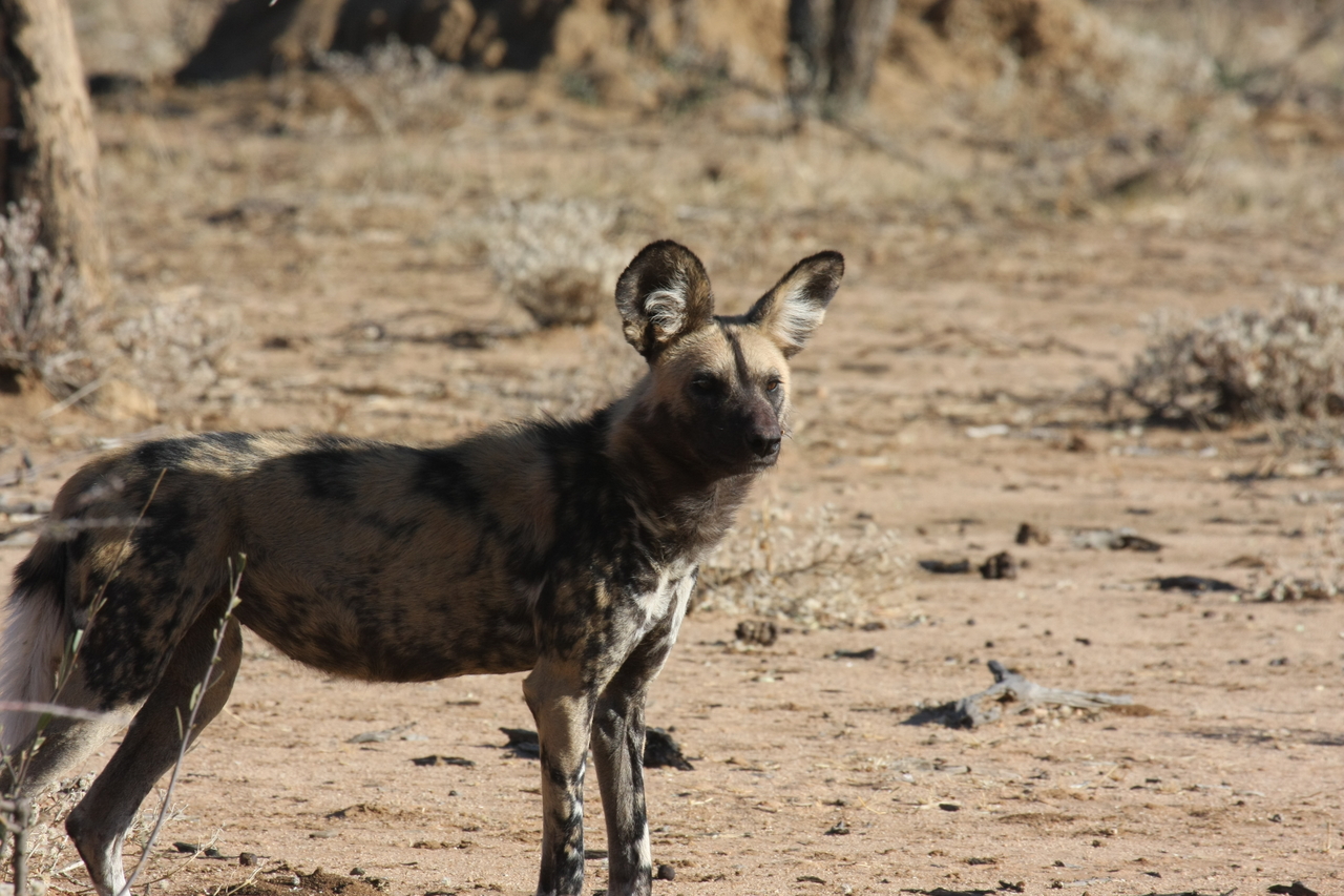 [1775] 2016_06_22_03_20_38_Africa_Canon_EOS_40D_IMG__00385.jpg