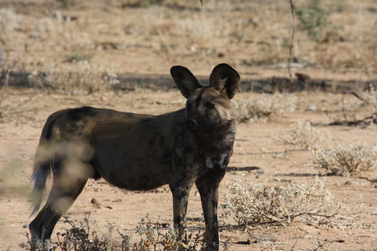 [1783] 2016_06_22_03_20_46_Africa_Canon_EOS_40D_IMG__00405.jpg