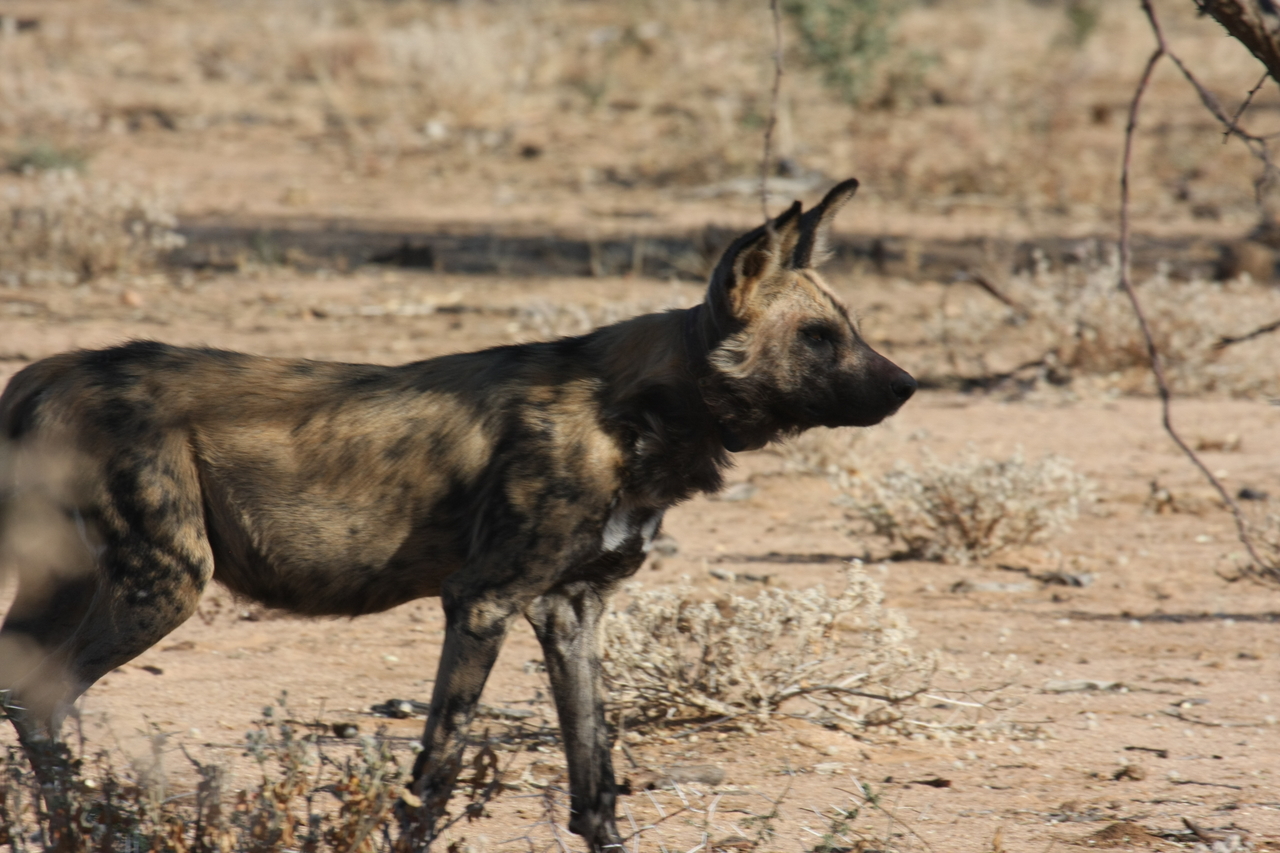 [1790] 2016_06_22_03_20_49_Africa_Canon_EOS_40D_IMG__00408.jpg