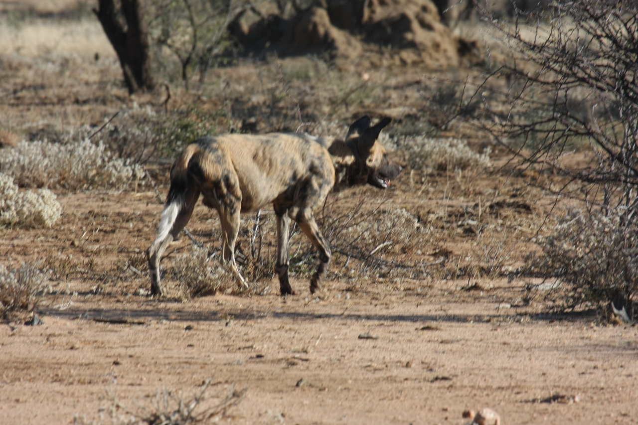 [1806] 2016_06_22_03_21_31_Africa_Canon_EOS_40D_IMG__00413.jpg