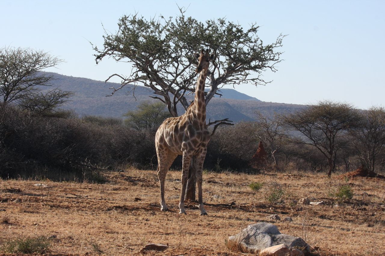 [1818] 2016_06_22_03_37_18_Africa_Canon_EOS_40D_IMG__00396.jpg