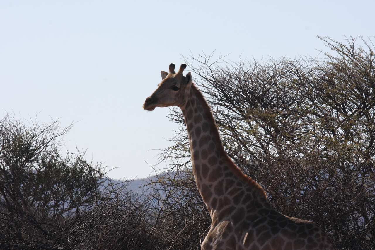 [1821] 2016_06_22_03_37_29_Africa_Canon_EOS_40D_IMG__00397.jpg