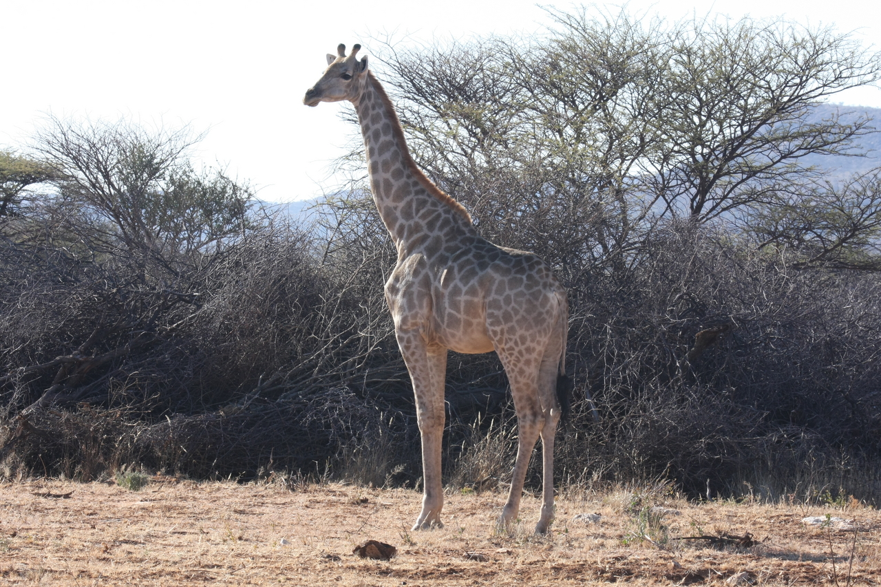 [1824] 2016_06_22_03_37_47_Africa_Canon_EOS_40D_IMG__00398.jpg