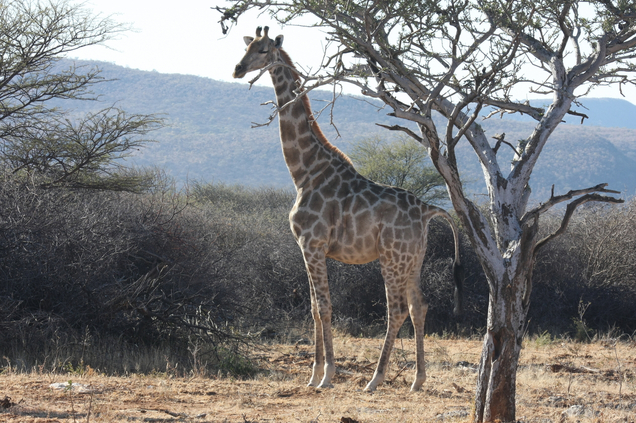 [1836] 2016_06_22_03_37_59_Africa_Canon_EOS_40D_IMG__00402.jpg