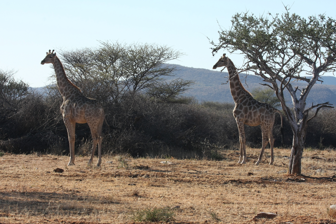 [1844] 2016_06_22_03_38_07_Africa_Canon_EOS_40D_IMG__07870.jpg