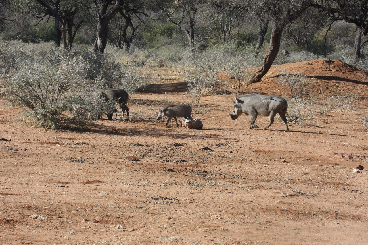 [1846] 2016_06_22_03_41_37_Africa_Canon_EOS_40D_IMG__00424.jpg