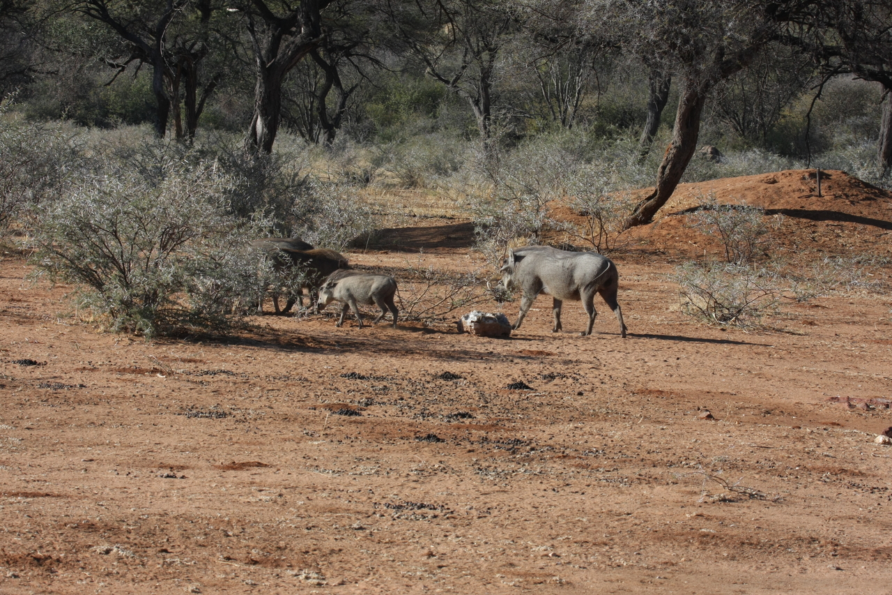 [1848] 2016_06_22_03_41_38_Africa_Canon_EOS_40D_IMG__00406.jpg