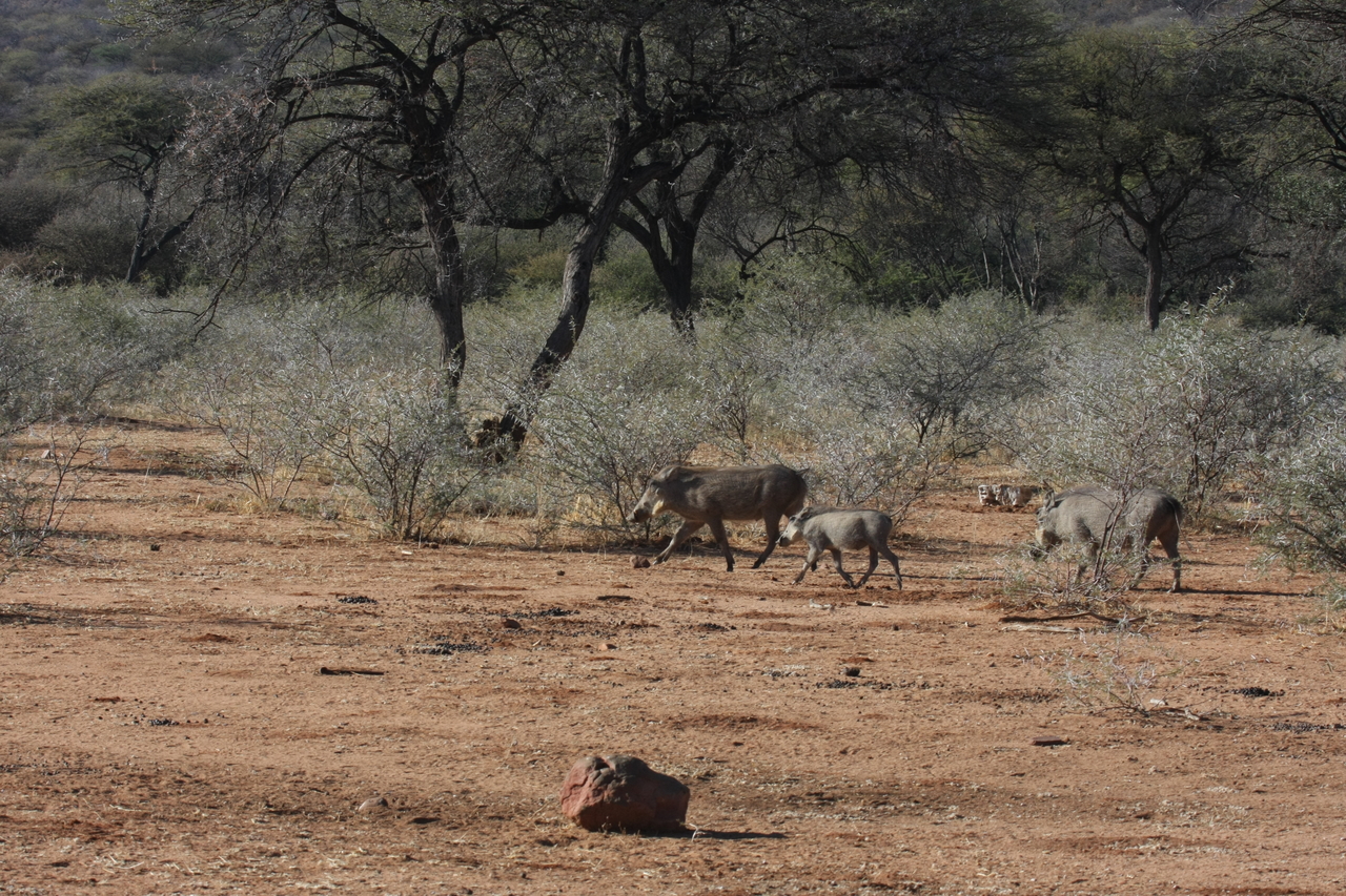 [1861] 2016_06_22_03_41_46_Africa_Canon_EOS_40D_IMG__00429.jpg