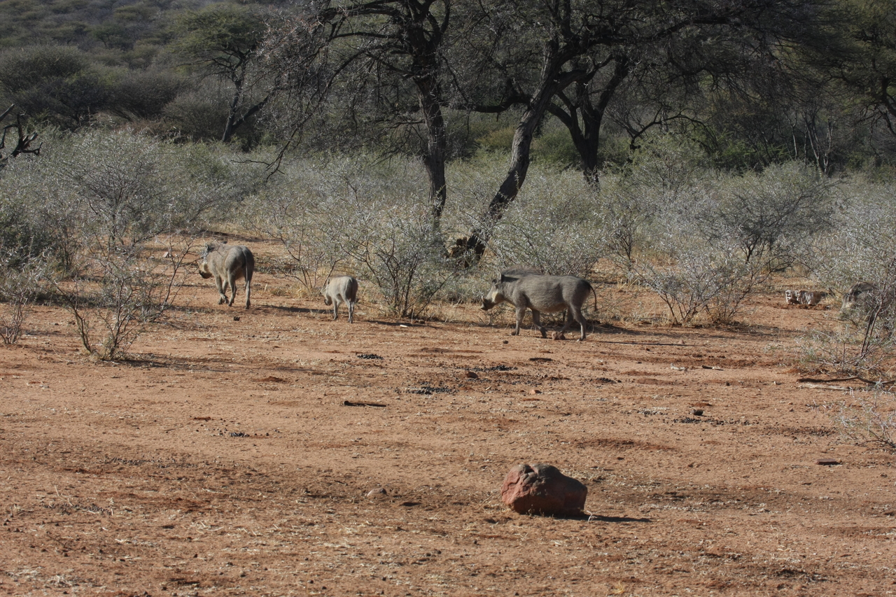 [1866] 2016_06_22_03_41_53_Africa_Canon_EOS_40D_IMG__00412.jpg