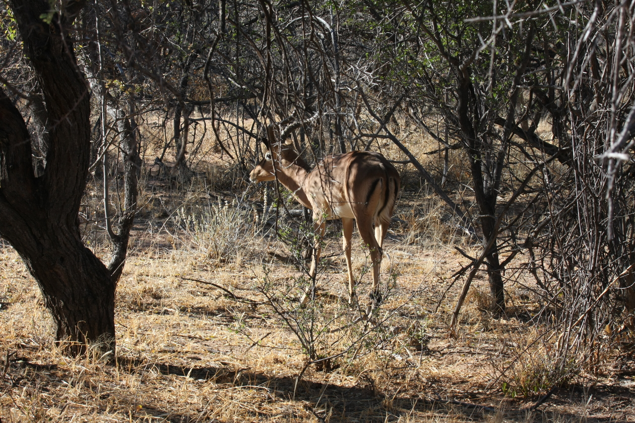 [1875] 2016_06_22_03_45_15_Africa_Canon_EOS_40D_IMG__00415.jpg