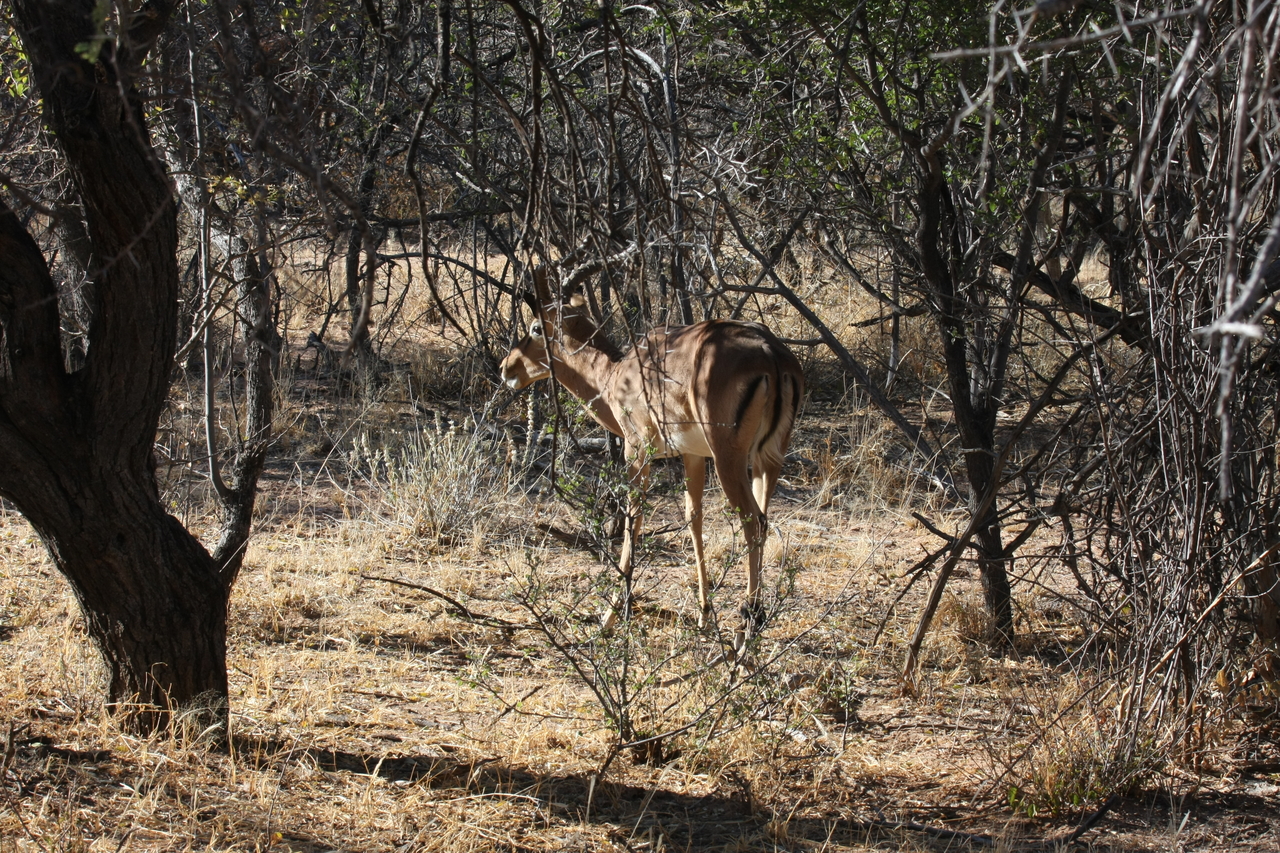 [1876] 2016_06_22_03_45_15_Africa_Canon_EOS_40D_IMG__00416.jpg