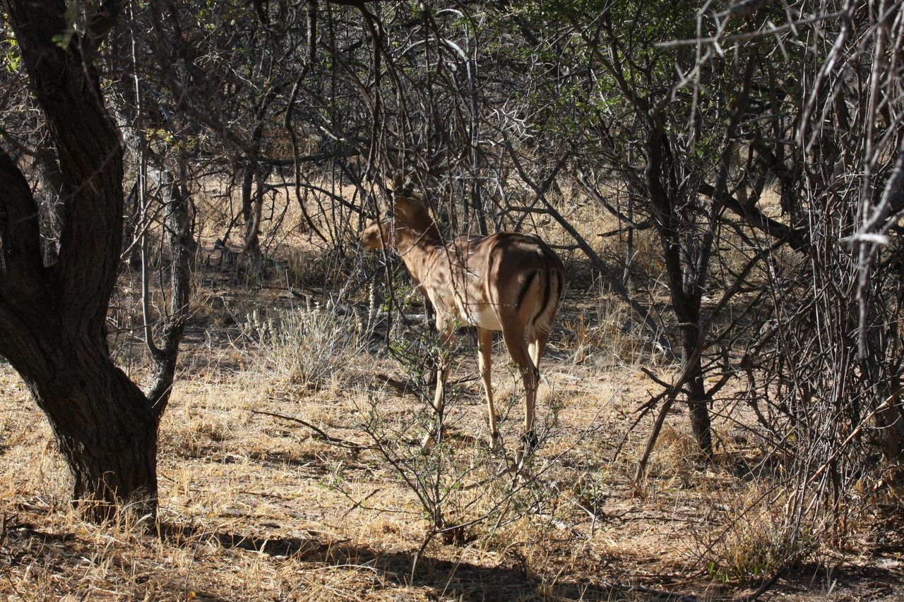 [1883] 2016_06_22_03_45_17_Africa_Canon_EOS_40D_IMG__00436.jpg