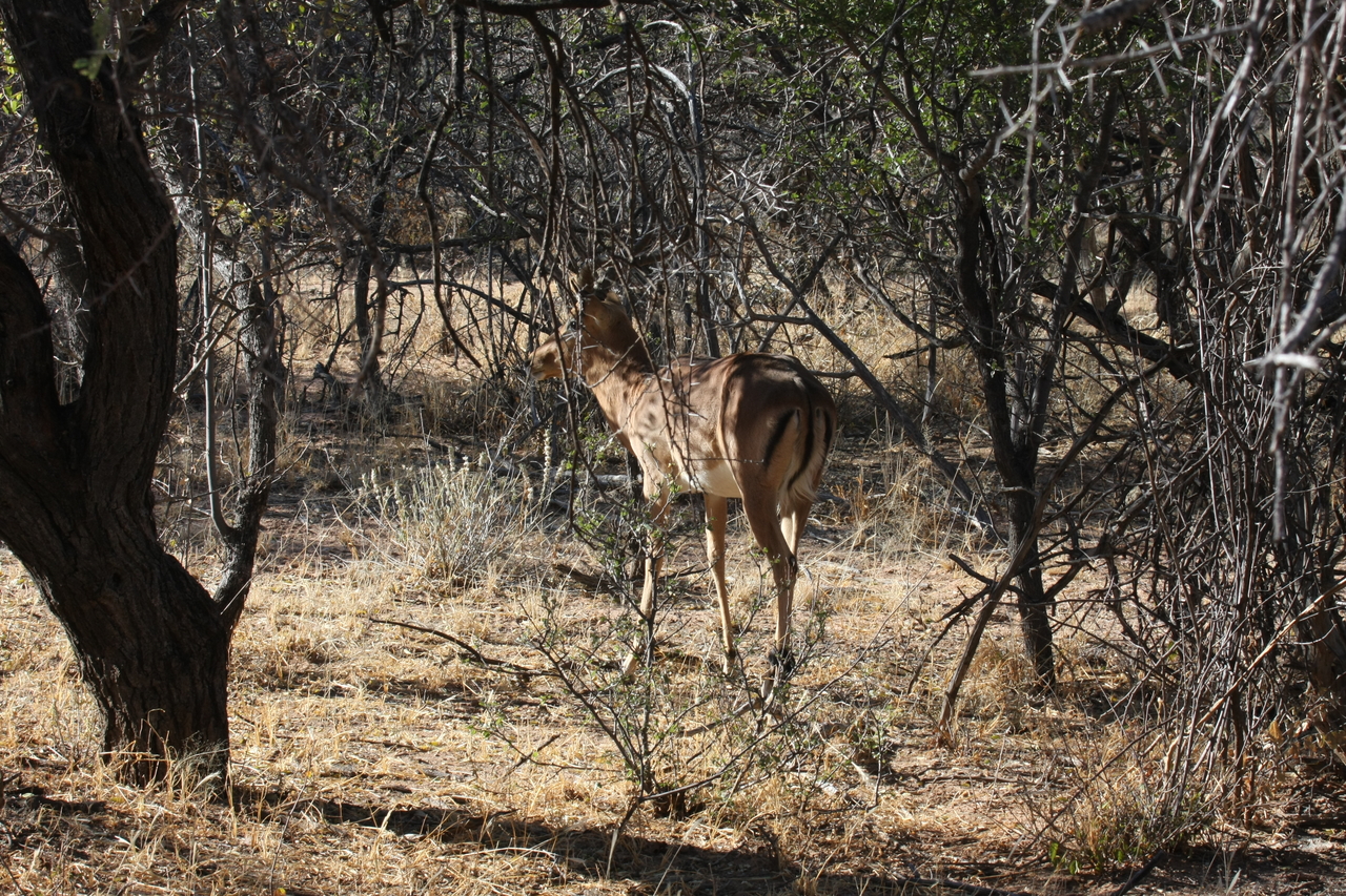 [1886] 2016_06_22_03_45_17_Africa_Canon_EOS_40D_IMG__07884.jpg
