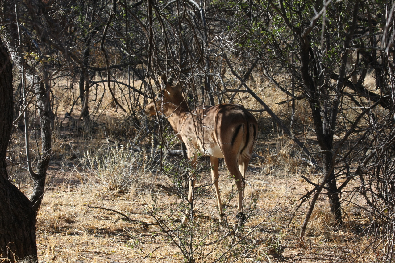 [1895] 2016_06_22_03_45_22_Africa_Canon_EOS_40D_IMG__00440.jpg