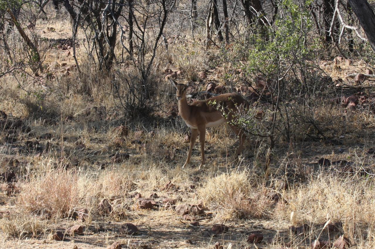 [1903] 2016_06_22_03_46_32_Africa_Canon_EOS_40D_IMG__00442.jpg