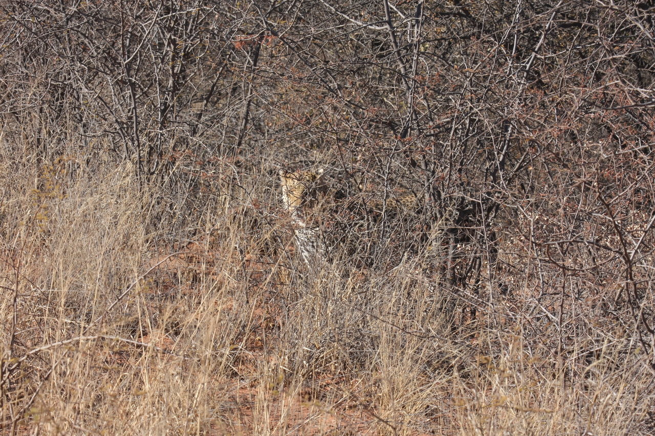 [1925] 2016_06_22_03_55_58_Africa_Canon_EOS_40D_IMG__07893.jpg