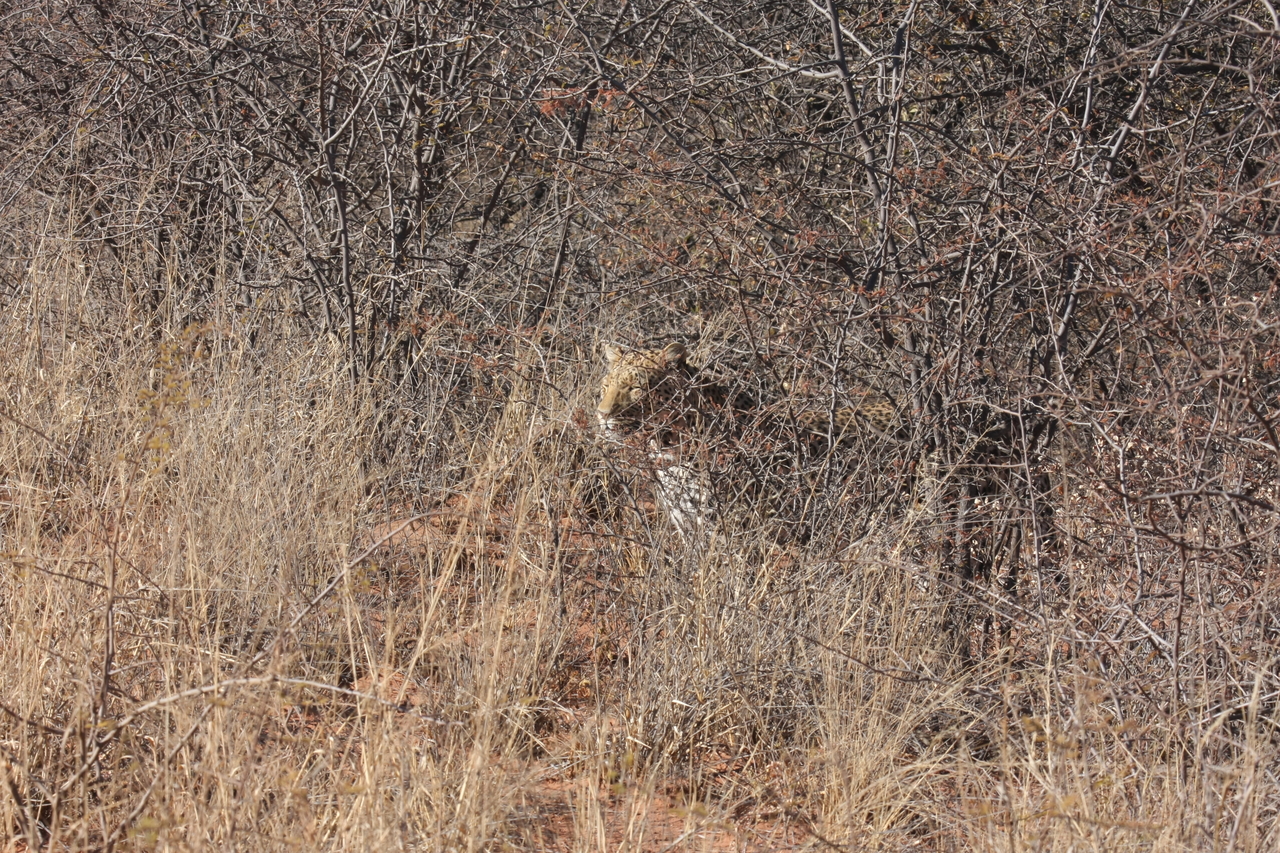 [1938] 2016_06_22_03_56_03_Africa_Canon_EOS_40D_IMG__00450.jpg