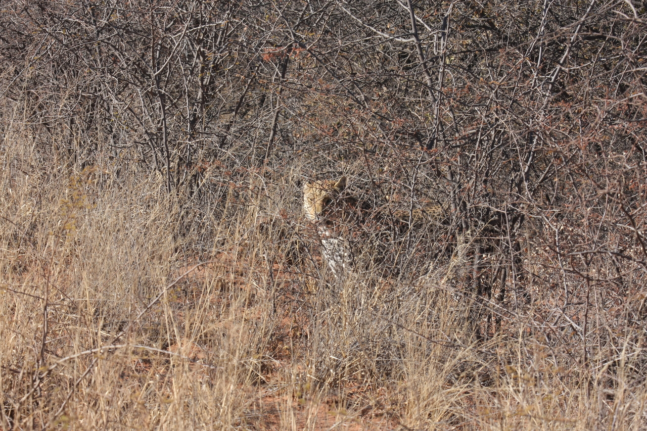 [1940] 2016_06_22_03_56_03_Africa_Canon_EOS_40D_IMG__00452.jpg