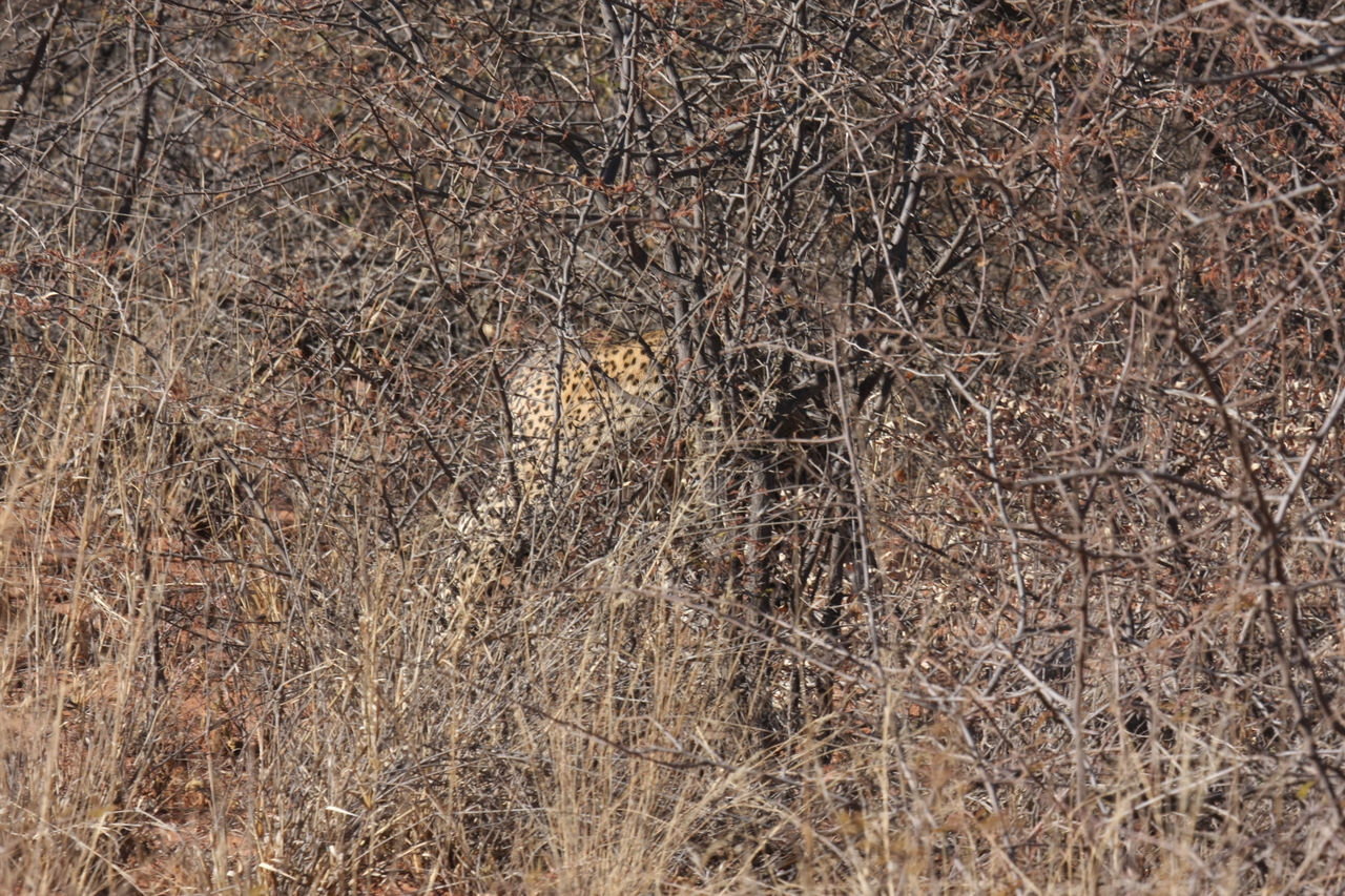 [1944] 2016_06_22_03_56_07_Africa_Canon_EOS_40D_IMG__00434.jpg