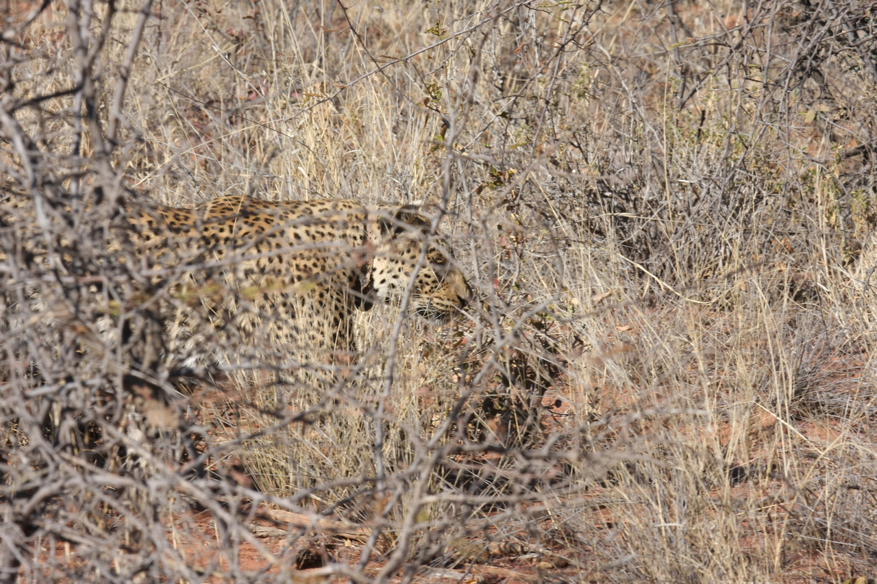 [1947] 2016_06_22_03_56_32_Africa_Canon_EOS_40D_IMG__00435.jpg