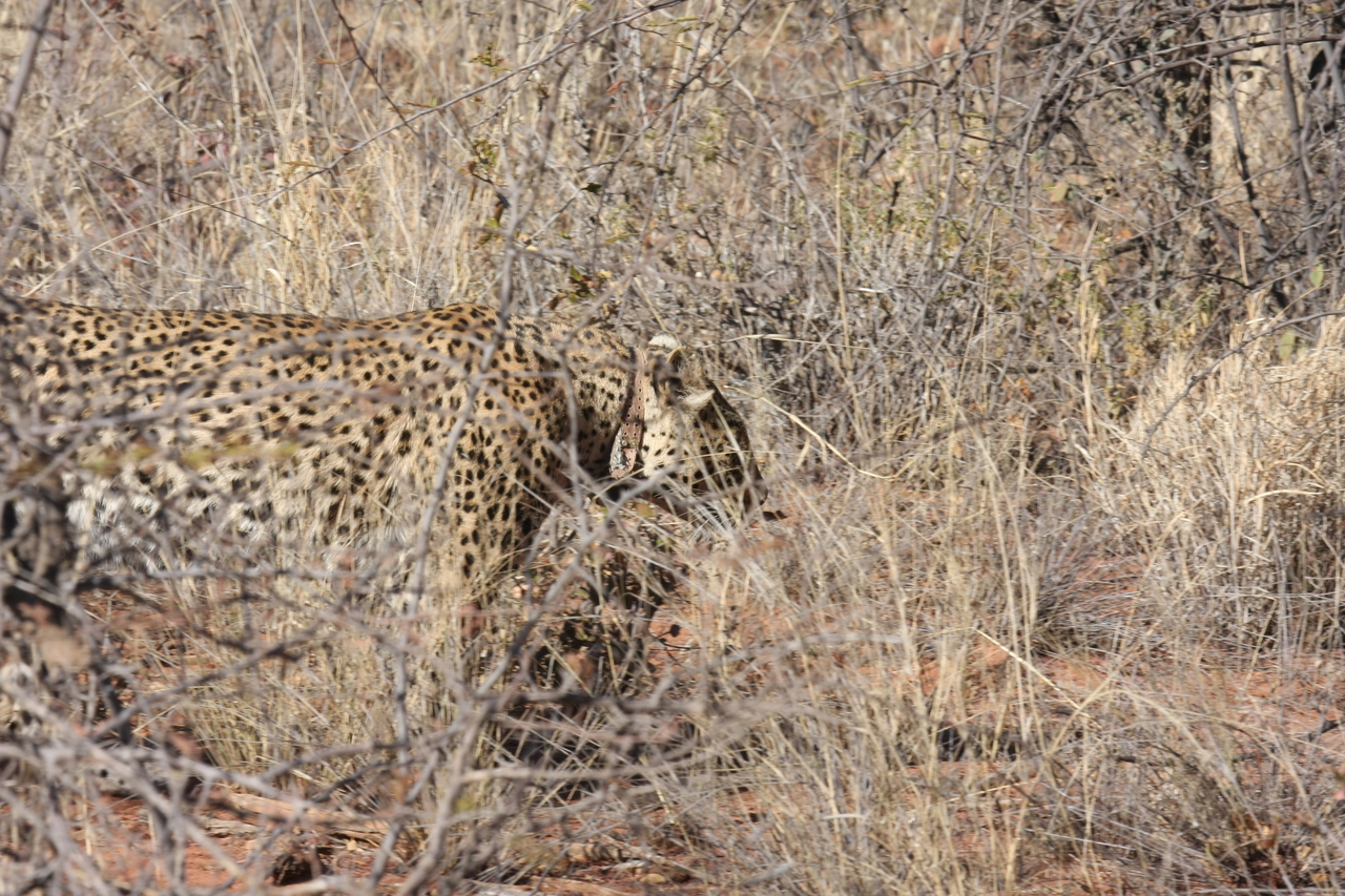 [1954] 2016_06_22_03_56_32_Africa_Canon_EOS_40D_IMG__07902.jpg