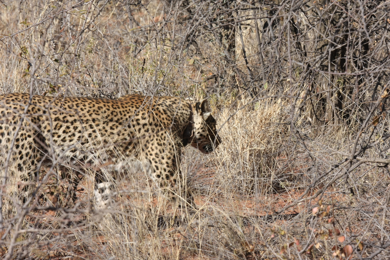 [1958] 2016_06_22_03_56_33_Africa_Canon_EOS_40D_IMG__00457.jpg