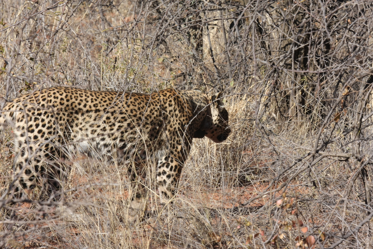 [1961] 2016_06_22_03_56_33_Africa_Canon_EOS_40D_IMG__07905.jpg