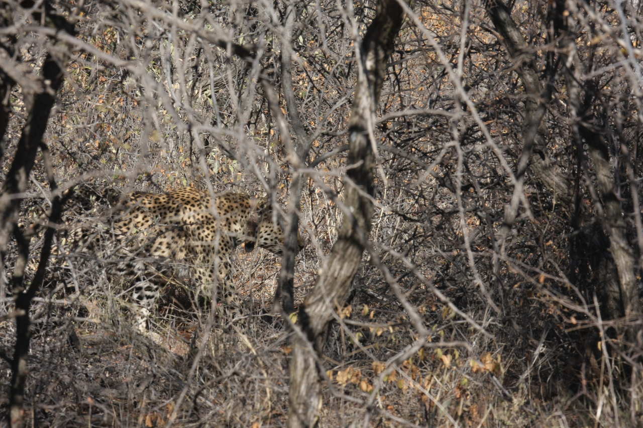 [1966] 2016_06_22_03_56_53_Africa_Canon_EOS_40D_IMG__00442.jpg