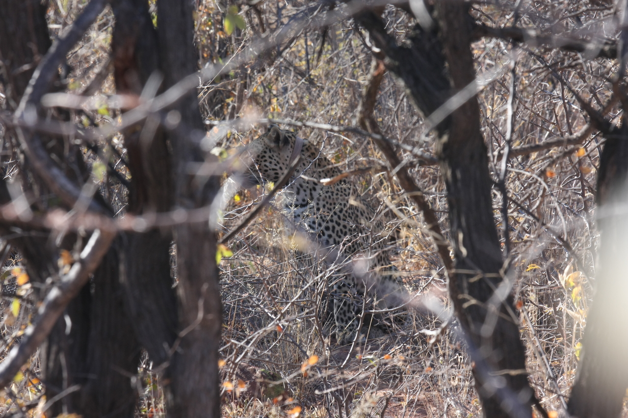 [1997] 2016_06_22_04_05_16_Africa_Canon_EOS_40D_IMG__00470.jpg