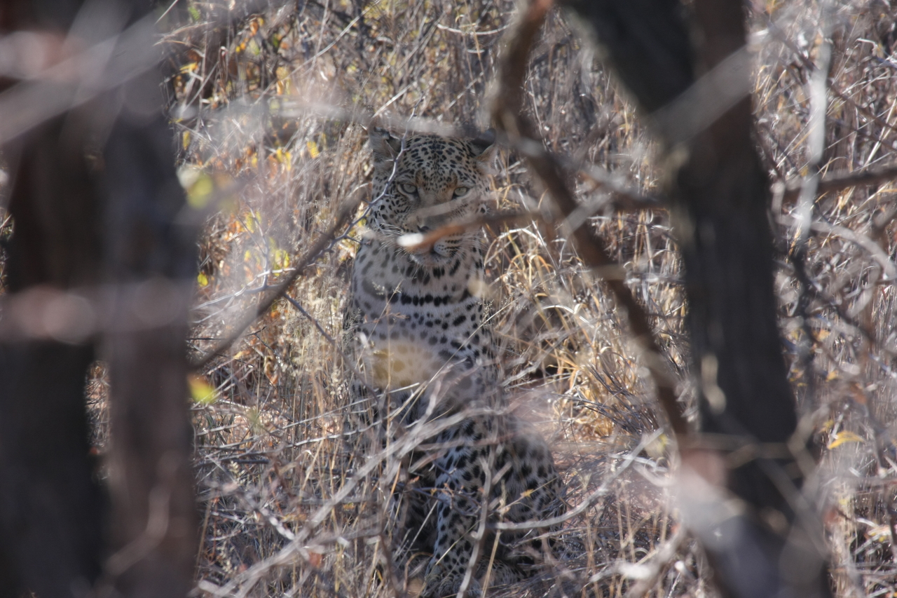 [2031] 2016_06_22_04_05_46_Africa_Canon_EOS_40D_IMG__00463.jpg