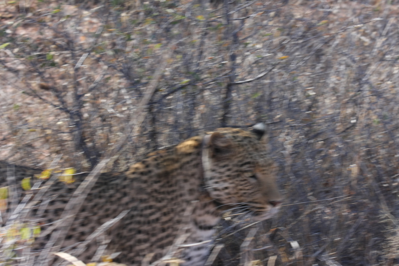 [2067] 2016_06_22_04_07_04_Africa_Canon_EOS_40D_IMG__00494.jpg