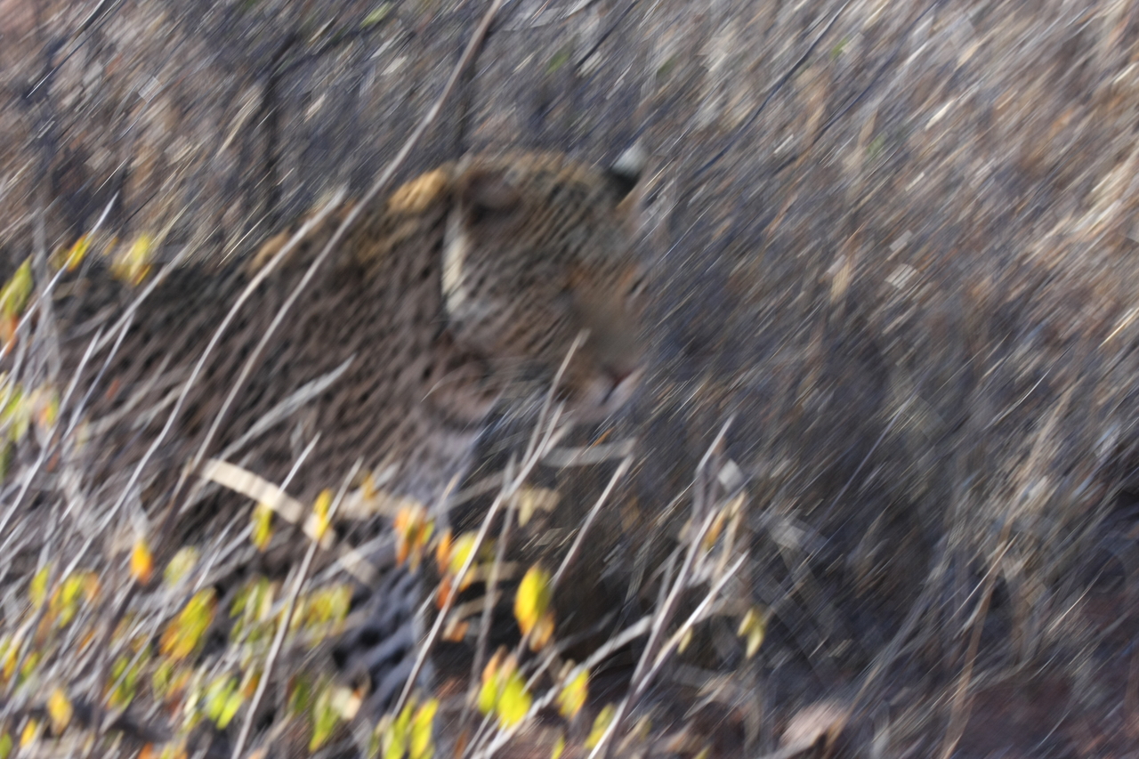 [2068] 2016_06_22_04_07_04_Africa_Canon_EOS_40D_IMG__07940.jpg