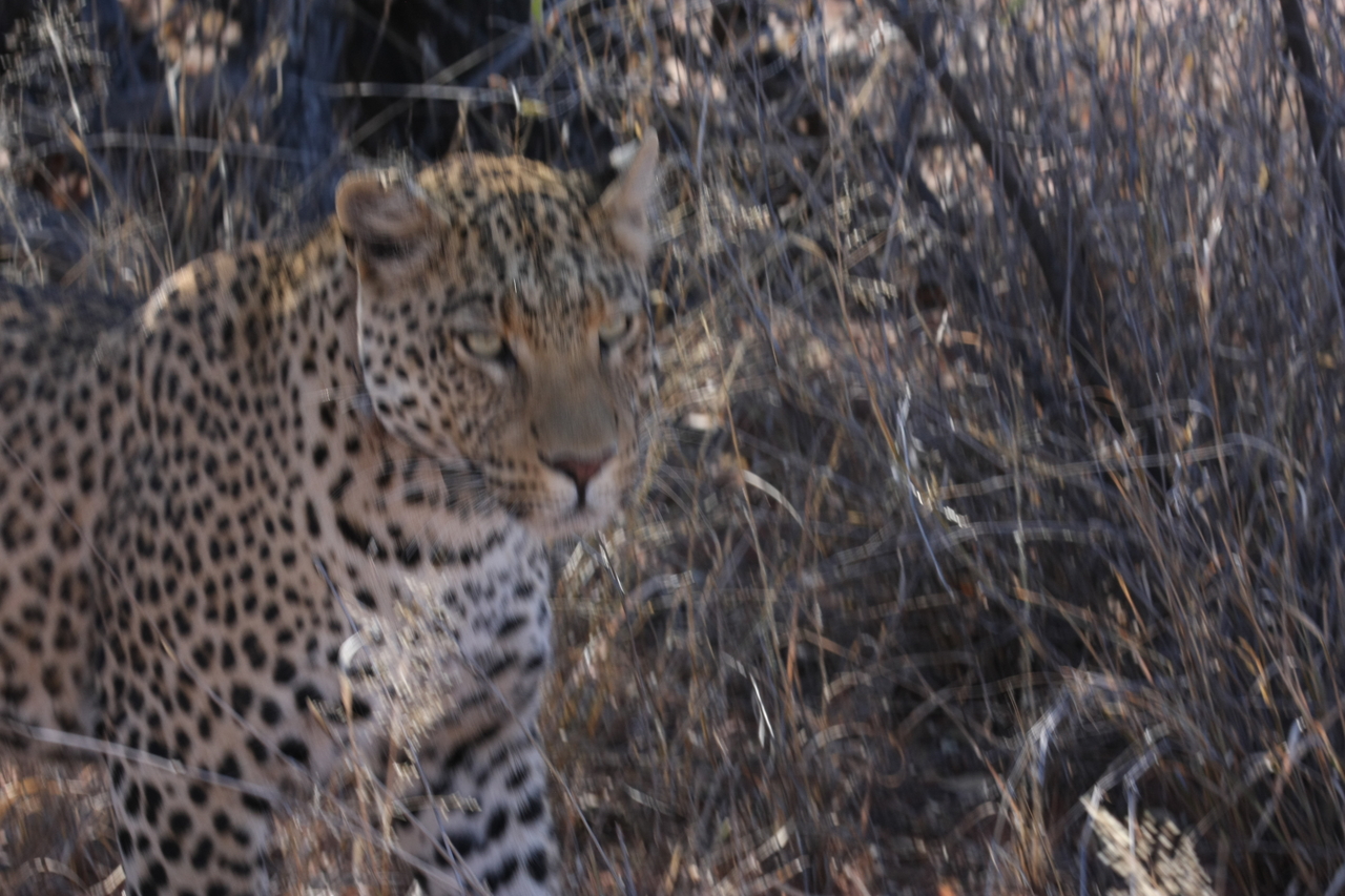 [2071] 2016_06_22_04_07_07_Africa_Canon_EOS_40D_IMG__00495.jpg