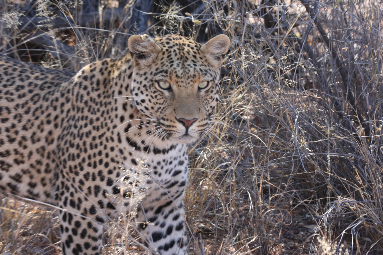 [2074] 2016_06_22_04_07_10_Africa_Canon_EOS_40D_IMG__00478.jpg