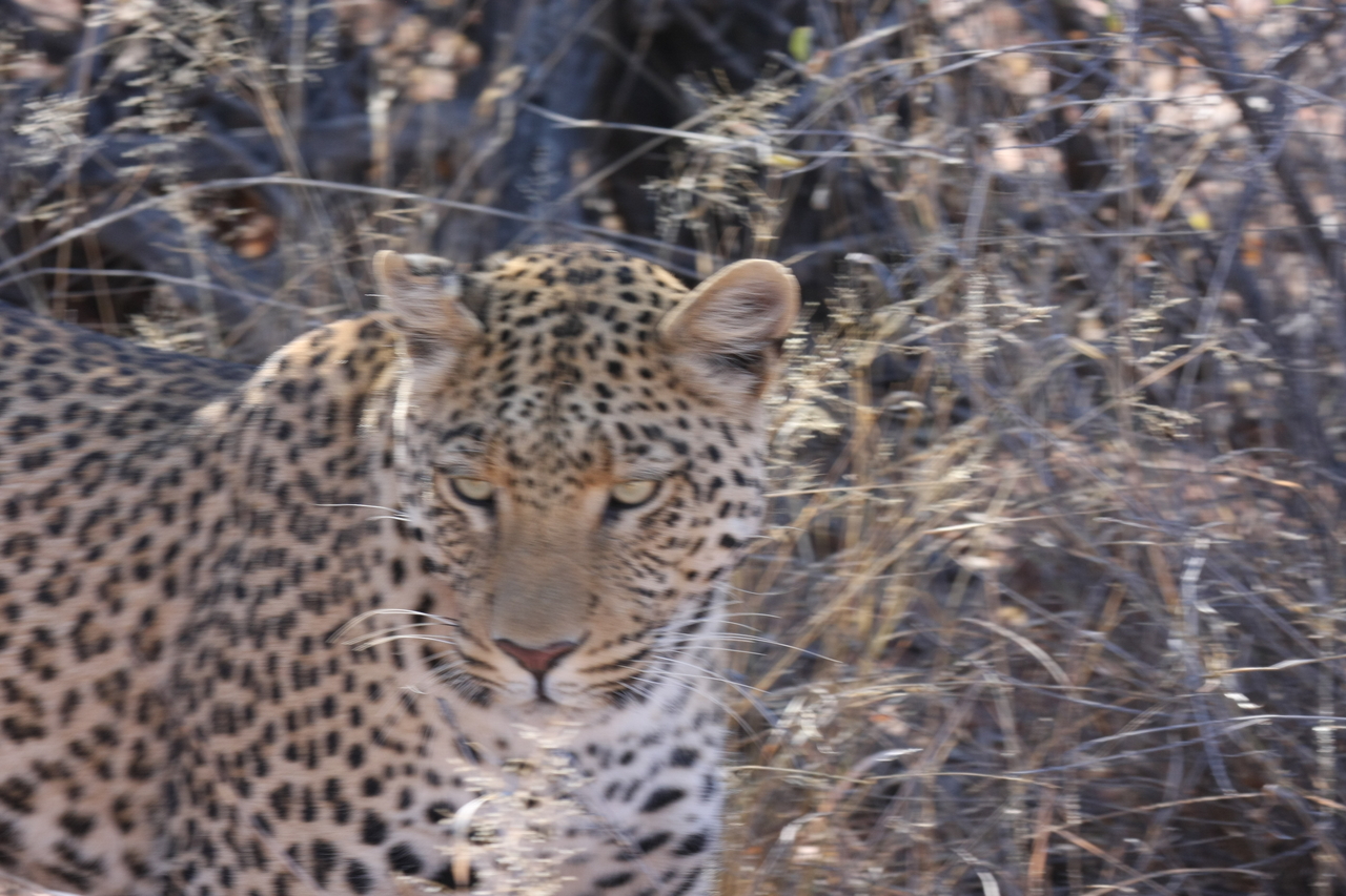 [2086] 2016_06_22_04_07_11_Africa_Canon_EOS_40D_IMG__07946.jpg