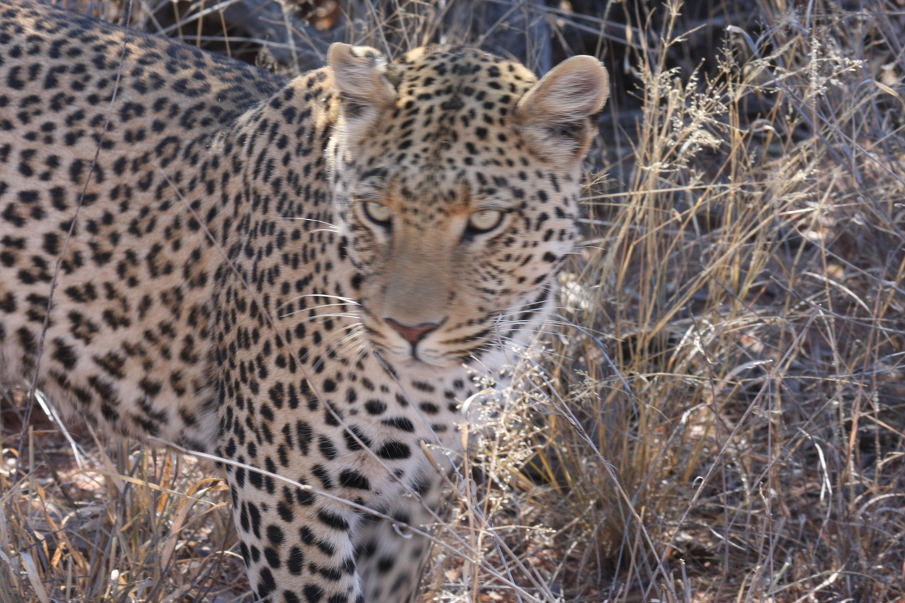 [2088] 2016_06_22_04_07_12_Africa_Canon_EOS_40D_IMG__00482.jpg