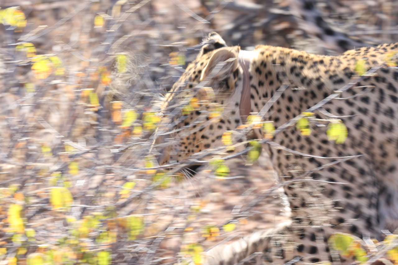 [2099] 2016_06_22_04_07_13_Africa_Canon_EOS_40D_IMG__00505.jpg