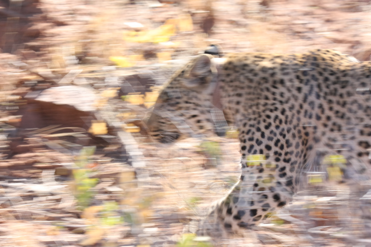 [2108] 2016_06_22_04_07_15_Africa_Canon_EOS_40D_IMG__00490.jpg