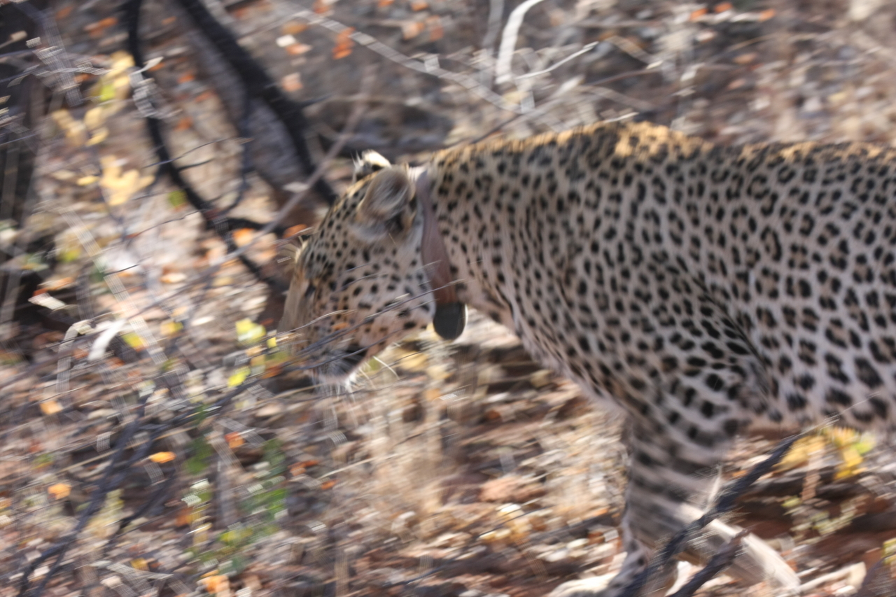 [2116] 2016_06_22_04_07_18_Africa_Canon_EOS_40D_IMG__00510.jpg