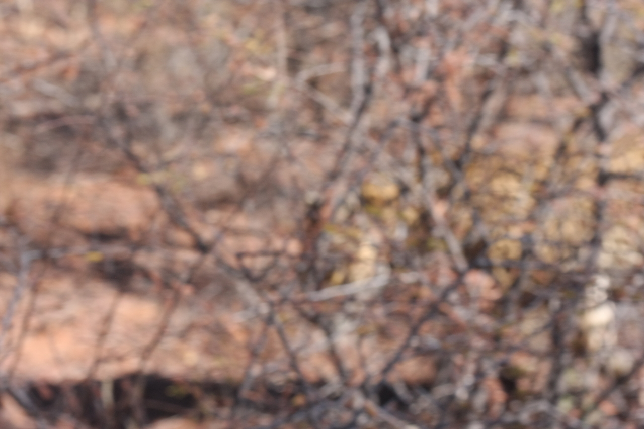 [2118] 2016_06_22_04_07_34_Africa_Canon_EOS_40D_IMG__00492.jpg