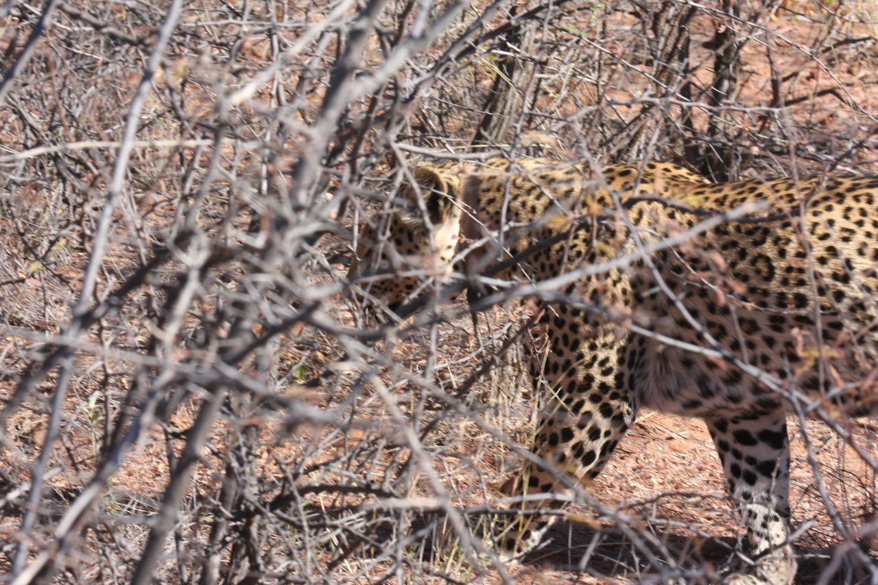 [2124] 2016_06_22_04_07_35_Africa_Canon_EOS_40D_IMG__00513.jpg